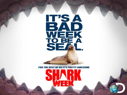 Pig vs. Shark