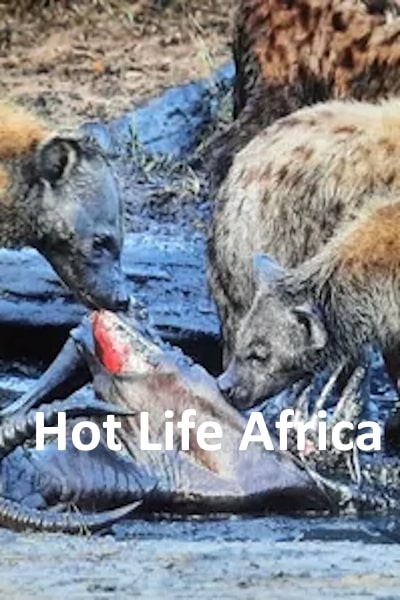 Hot Life Africa - Season 1