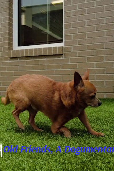 Old Friends, A Dogumentary